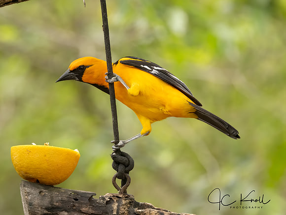 Altamira Oriole (M)