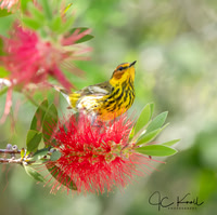 Cape May Warbler (M)