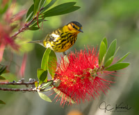 Cape May Warbler (M)