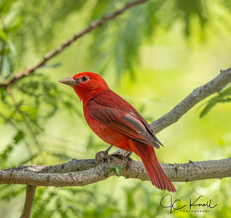 Summer Tanager (M)