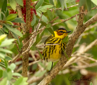Cape Msy Warbler (M)