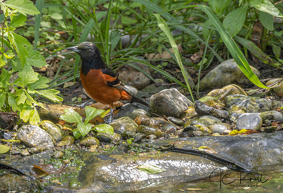 Orchard Oriole