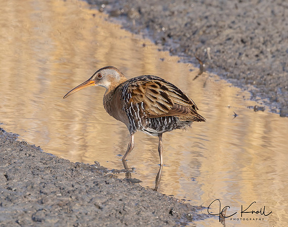 King Rail