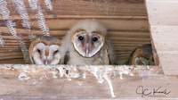 Barn Owl