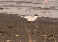 Forsters Tern