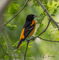 Baltimore Oriole