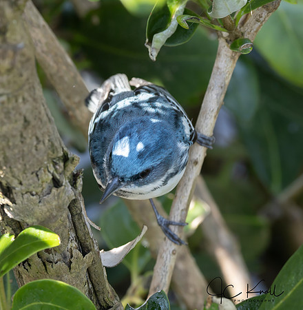 Cerulean Warbler (M)