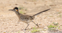 Greater Roadrunner