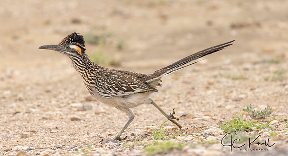Greater Roadrunner