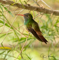 Buff-bellied Hummingbird