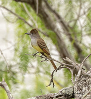 Brown-crested Flycatcher
