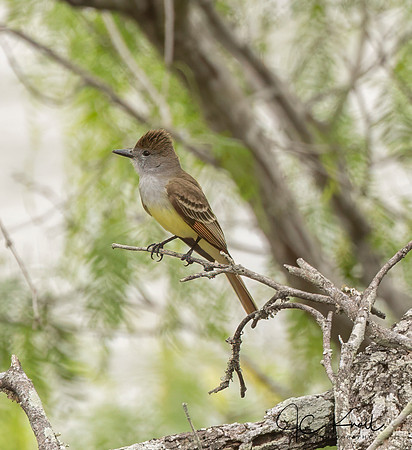 Brown-crested Flycatcher