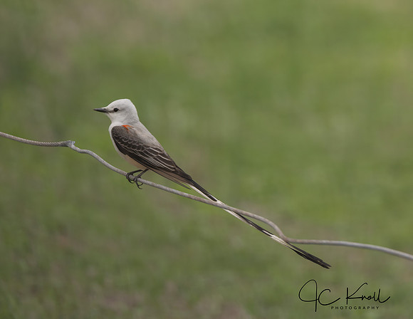 Scissor-tailed Flycatcher