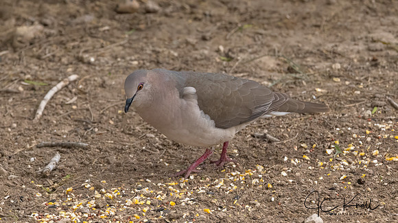 White-tipped Dove