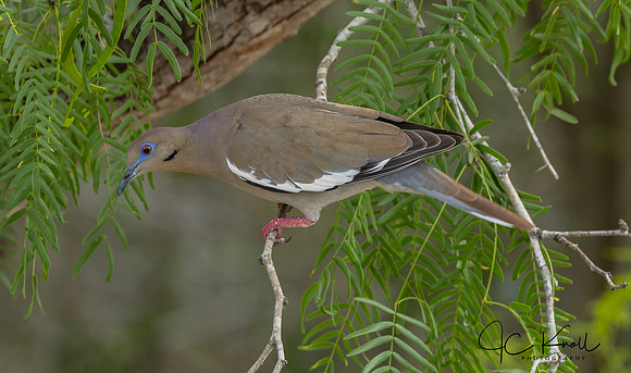 White-winged Dove