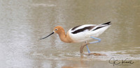 American Avocet