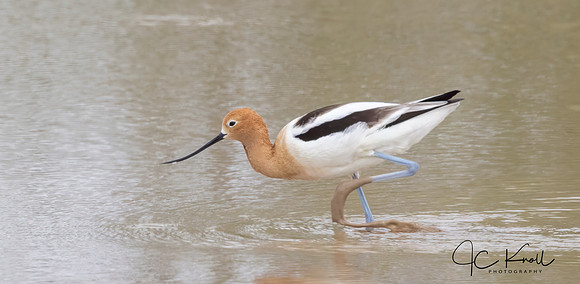 American Avocet