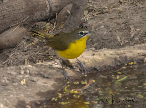 Yellow-breasted Chat
