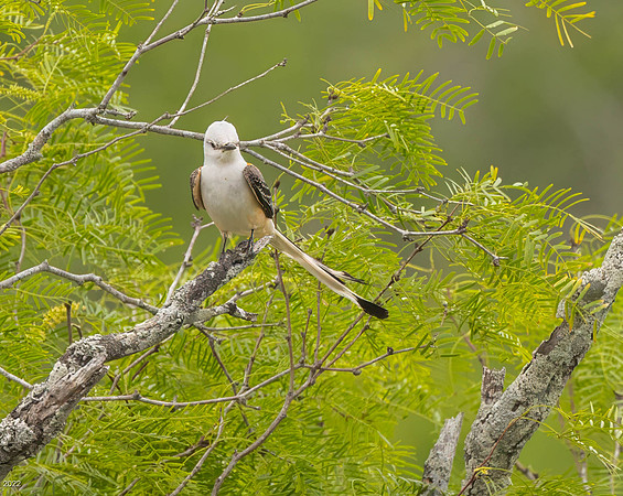 Scissor-tailed Flycatcher