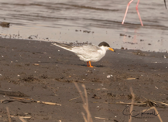 Forsters Tern
