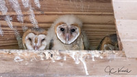 Barn Owl