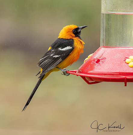 Hooded Oriole