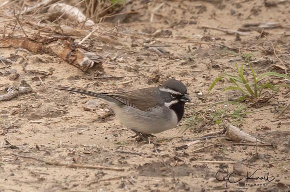 Black-throated Sparrow