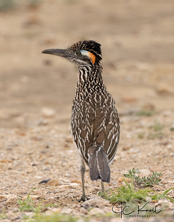 Greater Roadrunner