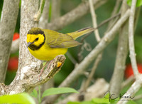 Hooded Oriole