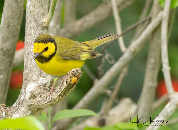 Hooded Oriole