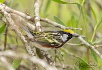 Chestnut-sided Warbler (M)