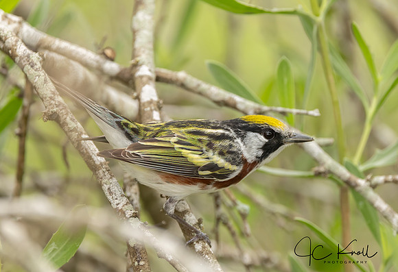 Chestnut-sided Warbler (M)