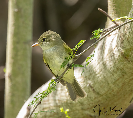 Acadian Flycatcher