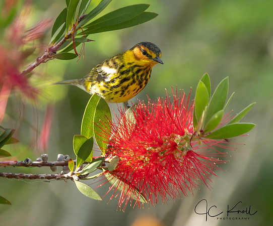 Cape May Warbler (M)