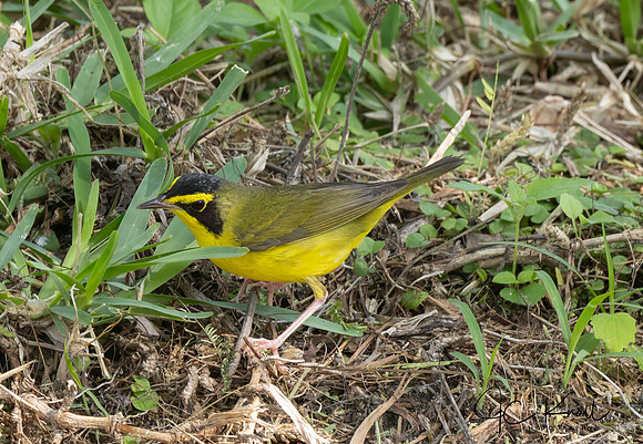 Kentucky Warbler