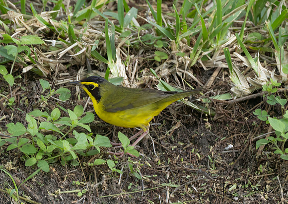 Kentucky Warbler