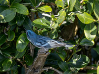 Cerulean Warbler (M)