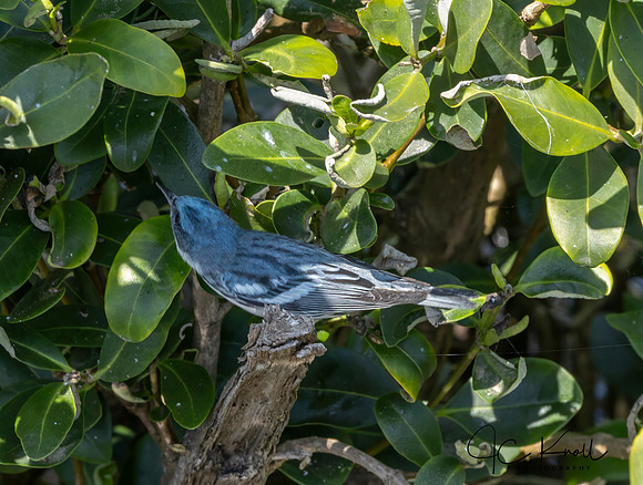 Cerulean Warbler (M)