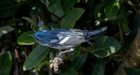 Cerulean Warbler (M)