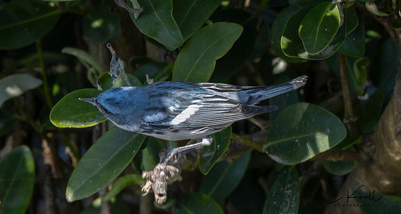 Cerulean Warbler (M)