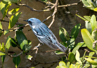 Cerulean Warbler (M)