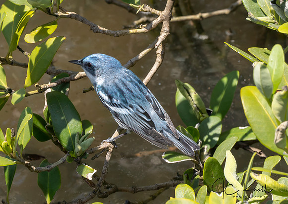 Cerulean Warbler (M)