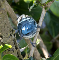 Cerulean Warbler (M)