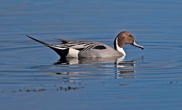 Northern Pintail (M)