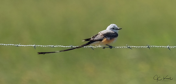 Scissor-tailed Flycatcher
