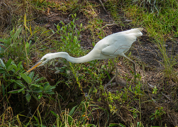 Great Blue Heron (White Form)