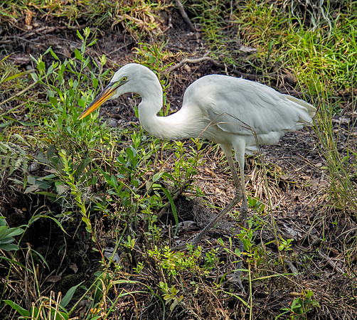 Great Blue Heron (White Form)