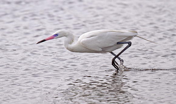 Reddish Egret (WP)