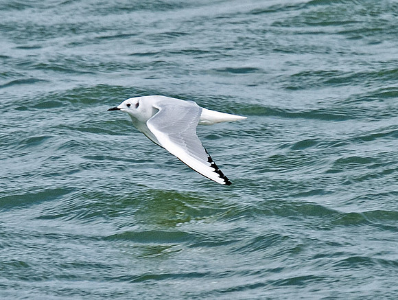 Bonaparte's Gull