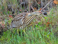 American Bittern
